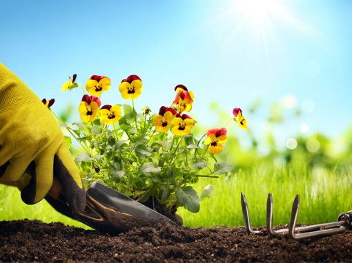 Planting
