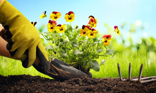 planting-320x190