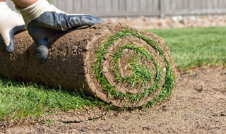 sod-320x190