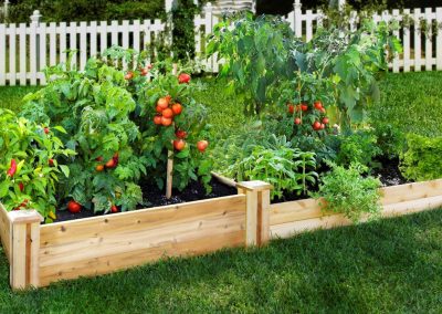 Veggie Gardens