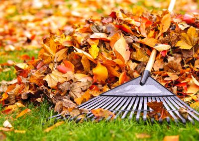 Yard Cleanups