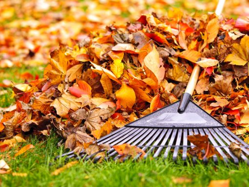 Yard Cleanups