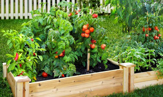 veggie-gardens-320x190